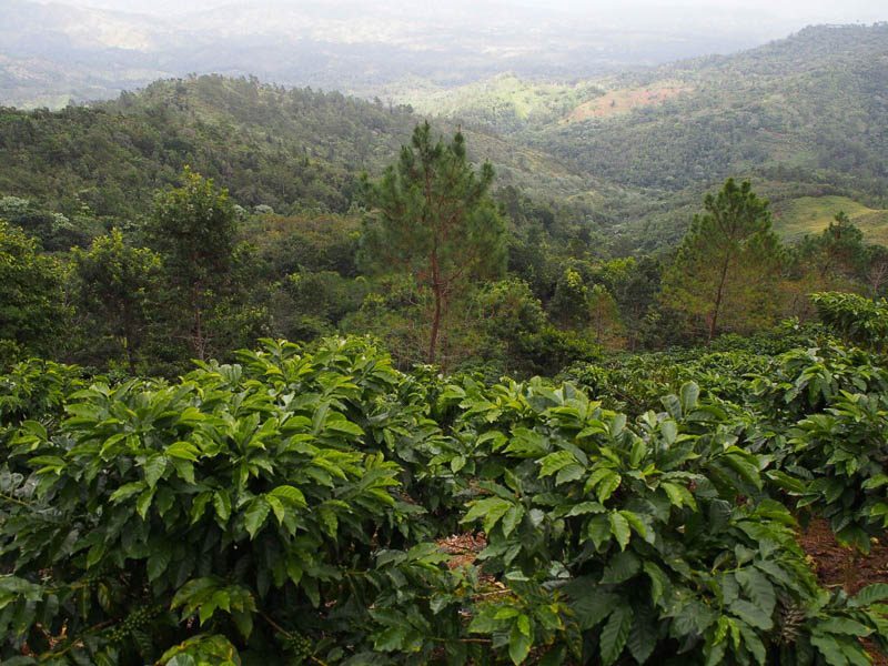 Pestovanie kávy v Dominikánskej republike